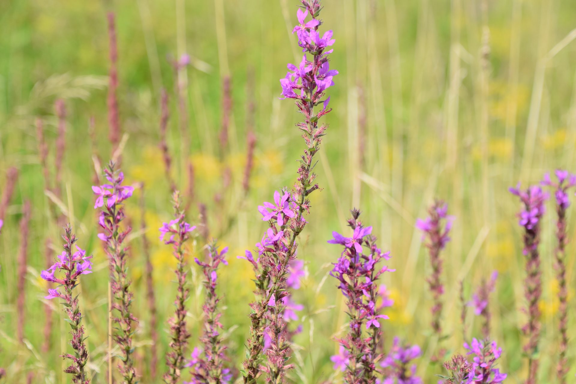 Wildflower Festival at Cedar Breaks National Monument