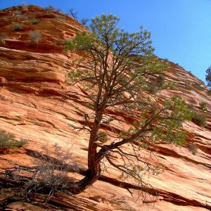 Pinion Pine in Zion National Park