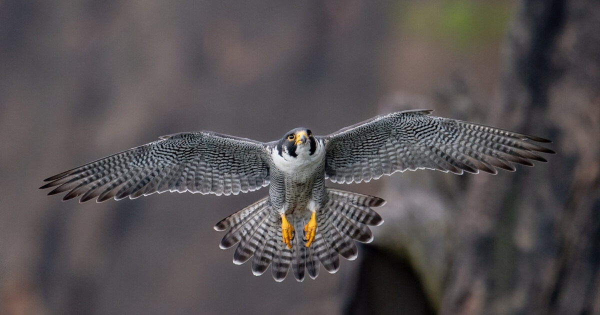 Protecting Peregrine Falcons