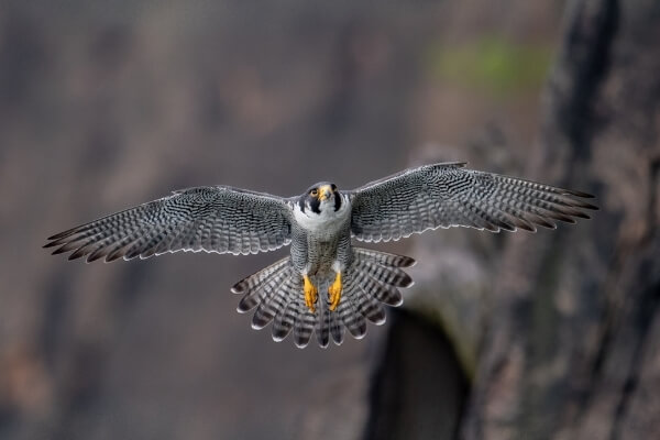 Protecting Peregrine Falcons | Zion National Park