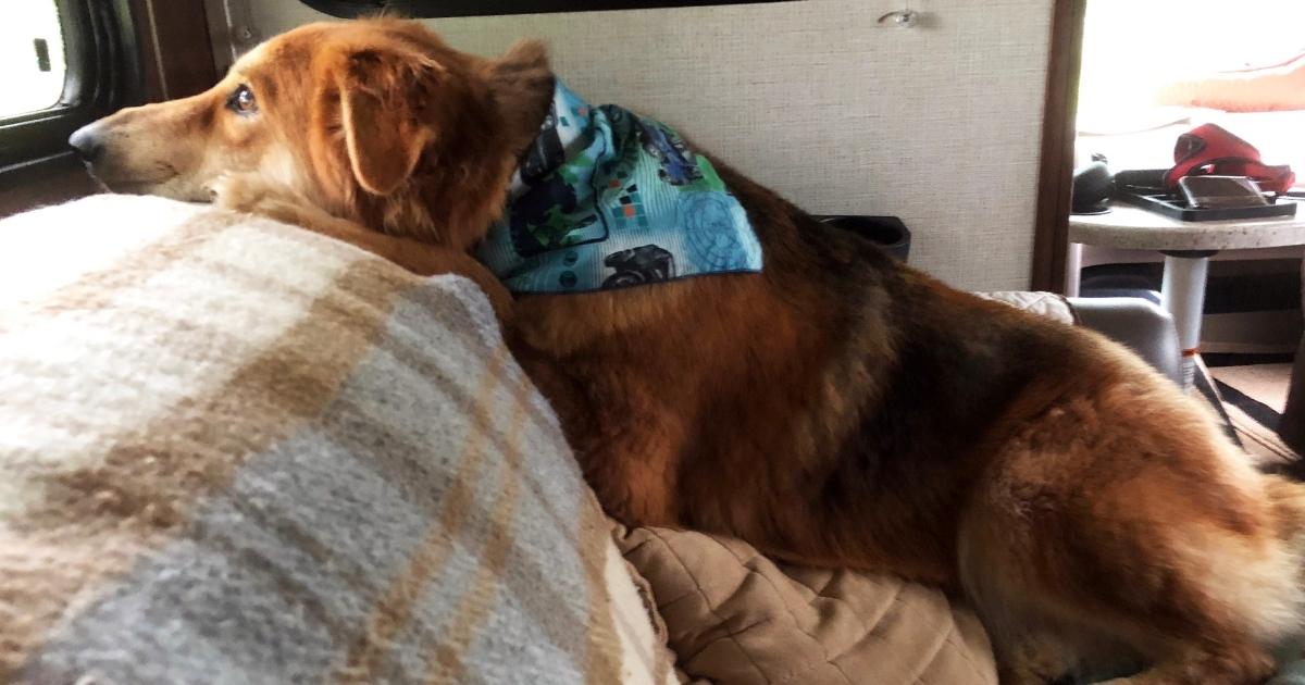Tips For Successfully RVing With a Dog