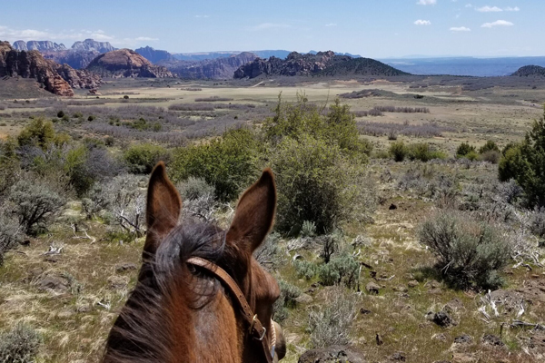 Dixie National Forest | Horseback | Guided Tours | Image by: customhorserides.com