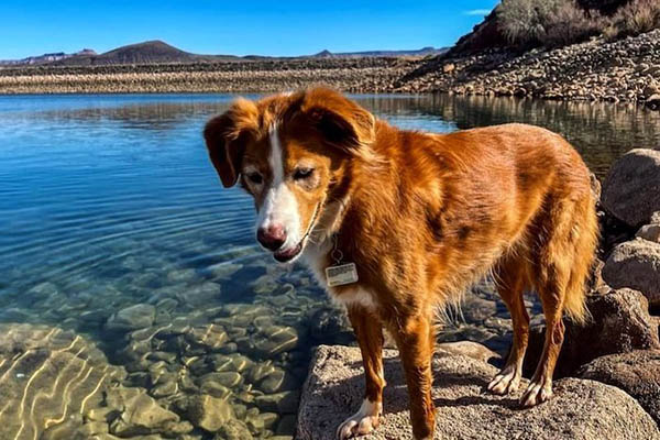 quail creek state park andi dog