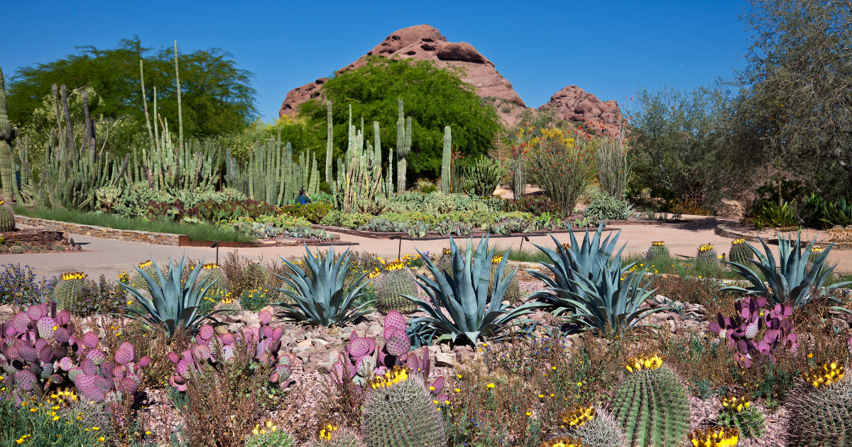 Red Hills Desert Garden