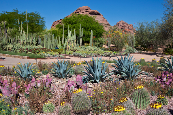 desert garden