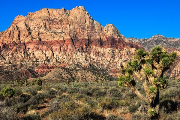 Red Cliffs National Conservation Area | Mohave Desert